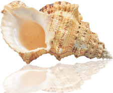 Large Natural Sea Shells, Huge Ocean Conch 7-8 Inches Jumbo Seashells Perfect fo picture