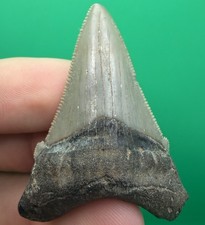 Collector Grade Angustidens Shark Tooth Fossil - Megalodon Ancestor 1.95” picture