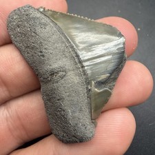 GREAT WHITE SHARK TOOTH WITH FEEDING DAMAGE SWFL FOSSIL picture
