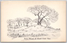 1960 Sanibel Captiva FL Indian Mounds Gumbo-Limbo Trees Art Postcard picture
