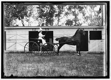 Photo:Horse Show Horse and Buggy July 1912 picture