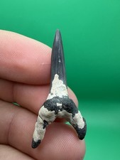 Sandtiger Shark Tooth - Venice Florida - Natural Corral Growth picture