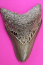 Authentic Megadolon Shark Tooth 3.55 Inch 90 Grams Fossil Dinosaur Girl COA M01 picture