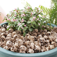 20PCS Mini Skull Figures Halloween Miniature Skulls Garden Decor picture