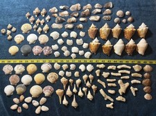 150 Mixed Lot Sanibel Island Sea Shells. Great For Crafting Or Collectors picture