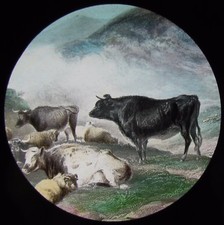 COLOUR Glass Magic Lantern Slide GROUP OF CATTLE C1910 DRAWING picture