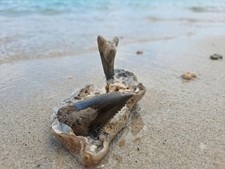 Upper & Lower Hemipristis (Snaggletooth) Shark Teeth In FL Agatized Coral. picture