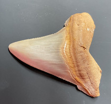 Angustidens shark teeth fossil 2.39 inch from SC picture