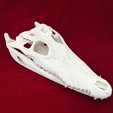 1PC Crocodile Head Skull Specimen Skeleton Animal Specimen Decor Collection picture
