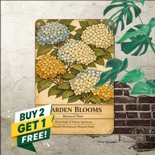 vintage botanical hydrangea illustration cascading flower clusters leafy picture