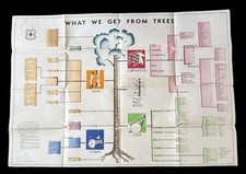 Vintage 1946 USDA Poster “What We Get From Trees” M-5293 Forest Service 1st Ed picture