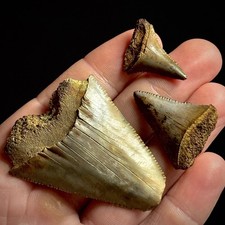 Great White Shark Teeth Lot .99