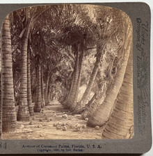 Avenue of Cocoanut Palms in Florida, U.S.A - Historic Vintage Stereoview Card picture