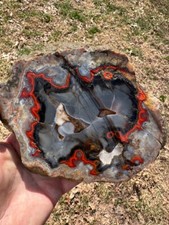 8 1/8''__Beautiful Imperial Kentucky Agate Slab from Estill County picture