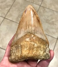 XL-UNIQUELY INCREDIBLE & VERY THICK INDO LOWER-4.88”-MEGALODON SHARKTOOTH FOSSIL picture