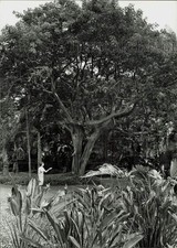1977 Press Photo Guide Roberta Lurie showing the Gumbo Limbo tree - lra47707 picture