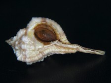 MUREX 
