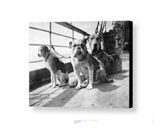 Rare Framed 1912 Titanic Dog Survivors Vintage Photo. Jumbo Giclée 8.5X11 Print picture