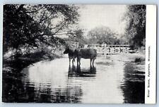 Minneapolis Minnesota MN Postcard River Scene Appleton Cows Scene c1910s Antique picture