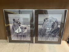 Set Of 2 - Vintage Lion And Cub Framed Print Larry Jacobsen Africa Jungle picture