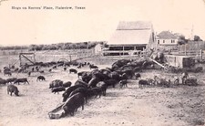Plainview TX Texas Reeves Place Pig Farm Hogs Homestead c1920 Vtg Postcard D44 picture