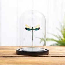 Taxidermy Stream Glory Damselfly in Glass Dome (Neurobasis chinensis) picture
