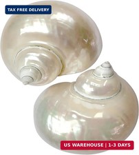 2pcs Large Hermit Crab Shells, Natural Big Turbo Seashells, White XXL picture