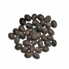 21 PC KAMAL GUTTA GATTA LOTUS SEEDS NELUMBO NUCIFERA for Goddess Laxmi  picture
