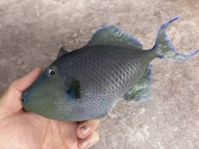 Redtoothed triggerfish Odonus niger Taxidermy Real Fish Skin Mount picture