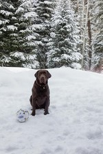 Aspen Colorado 2016 Puka Chocolate Lab with Soccer Ball in Snow Woods picture