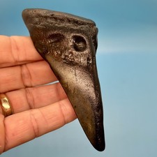 4.76” Megalodon Shark Tooth - Bargain Deal - No Restoration or Repair picture