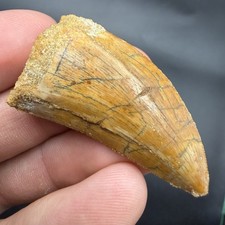 KILLER CHARCHARODONTOSAURUS DINOSAUR TOOTH FOSSIL 1.73” REAL FOR SALE picture