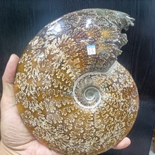 4.3LB Top Natural Quartz Crystal Fossilized Mineral Specimen Healing Decor 200mm picture