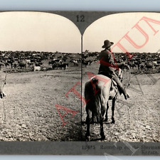 c1900s Geneseo, Kansas Sherman Ranch Cowboy Cattle Real Photo Stereoview Cow V45 picture