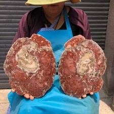2pc 8.69LB Natural Petrified Wood Crystal Fossil Slice Shape Specimen Healing picture