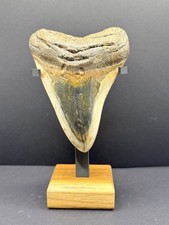 Premium Megalodon Tooth Fossil - North Carolina Ocean Tooth picture