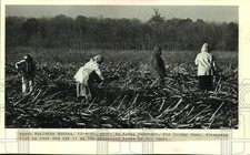 1985 Press Photo Workers pick and cut sugar cane at Graugnard Farms - nob23699 picture