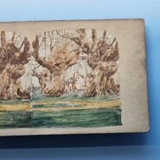 Burnham Stereoview C1855 Buckinghamshire Hand Tinted Trees Beeches picture