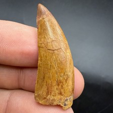 Fossil Dinosaur Tooth 1.54” Charcharodontosaurus T Rex Relative picture