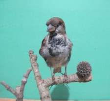 Perched Sparrow Real Bird Taxidermy Mount picture