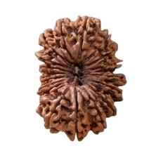 21 Mukhi Rudraksha Original Certified Nepali Big Size 27mm with Capping 21 Face picture