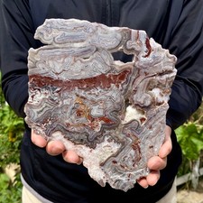 1.23LB Natural Crazy Lace Agate Slice Polished Rough Mineral Specimen Crystal Ho picture