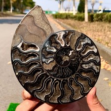 419G Rare Natural tentacle ammonite crystal specimen mineral treatment picture