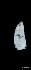 Charcharodontosaurus Tooth cast replica picture