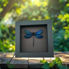 Aurora Borealis Purple Damselfly Real Framed Insect Taxidermy Moonlight Display picture