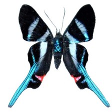 Rhetus arcius ONE REAL WHITE BLUE PERU BUTTERFLY UNMOUNTED WINGS CLOSED picture