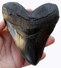 5.5 Inch Megalodon Tooth Black With Serrations - picture