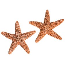 2 PCS Real Brown Sugar Starfish Large 46 Inch Sea Star Shells Craft Decor picture