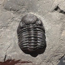 2.3 cm Eldredgeops rana - Windom shale,  Hamburg, NY phacops picture