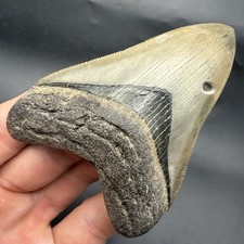 MEGALODON SHARK TOOTH SWFL COLLECTOR GRADE 3.72” ALL NATURAL picture
